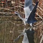 Spiegelbild beim Abflug des Graureihers