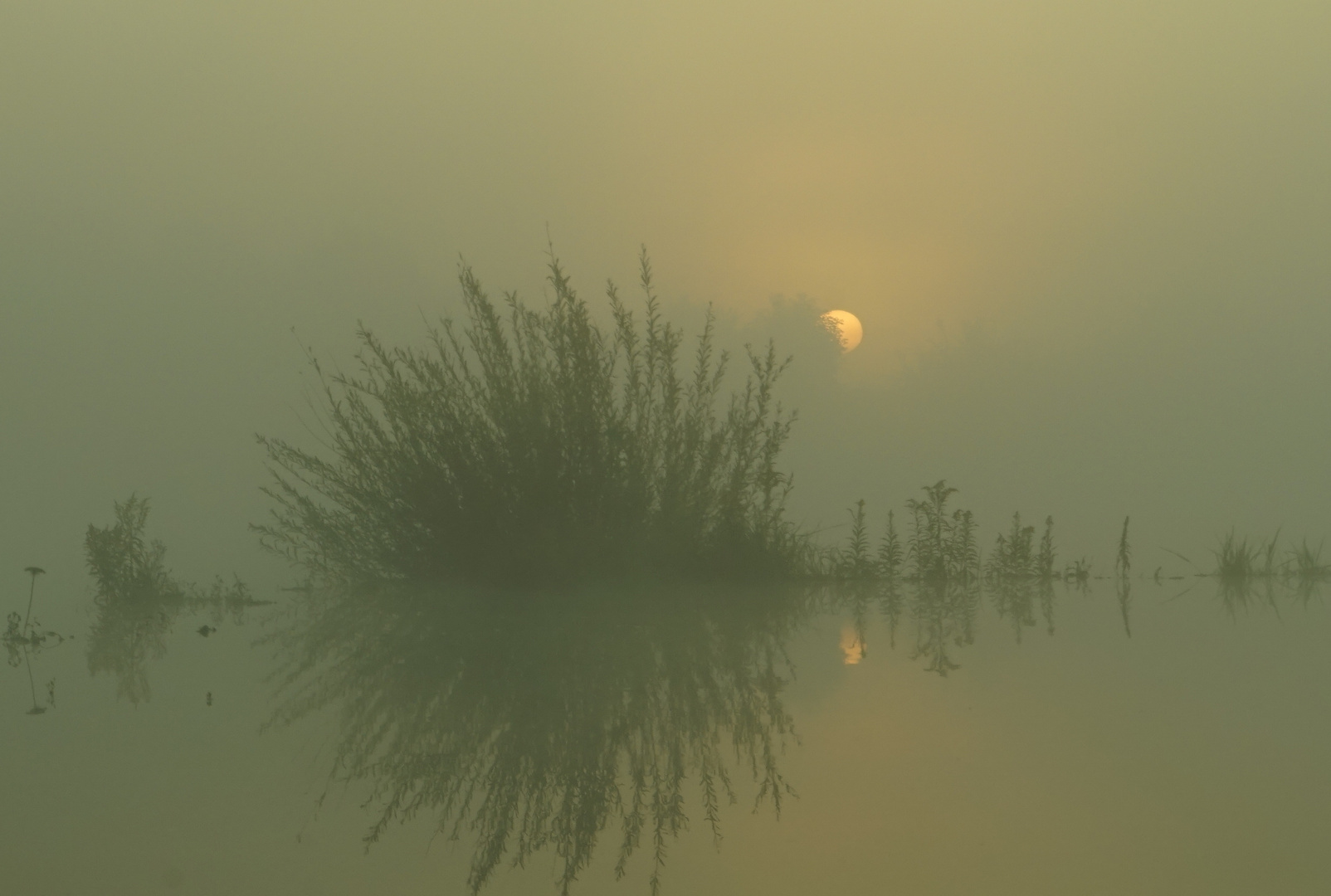 Spiegelbild-Bild (Sonnenaufgang im Nebel)