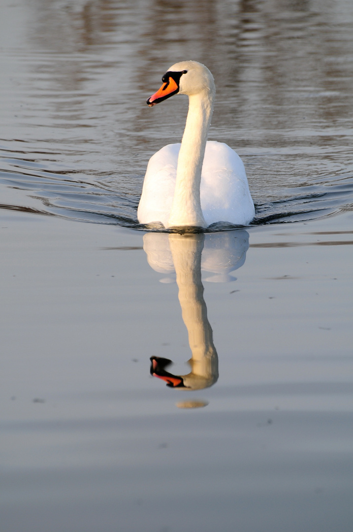 Spiegelbild