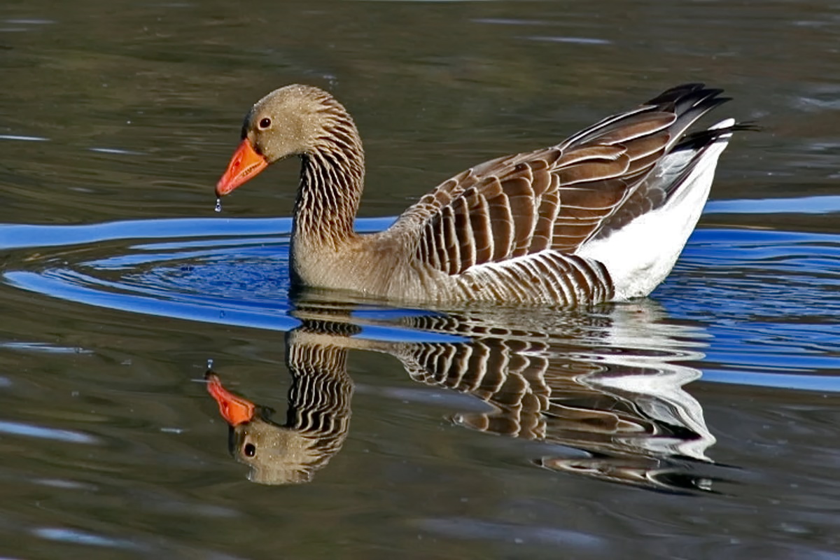 Spiegelbild