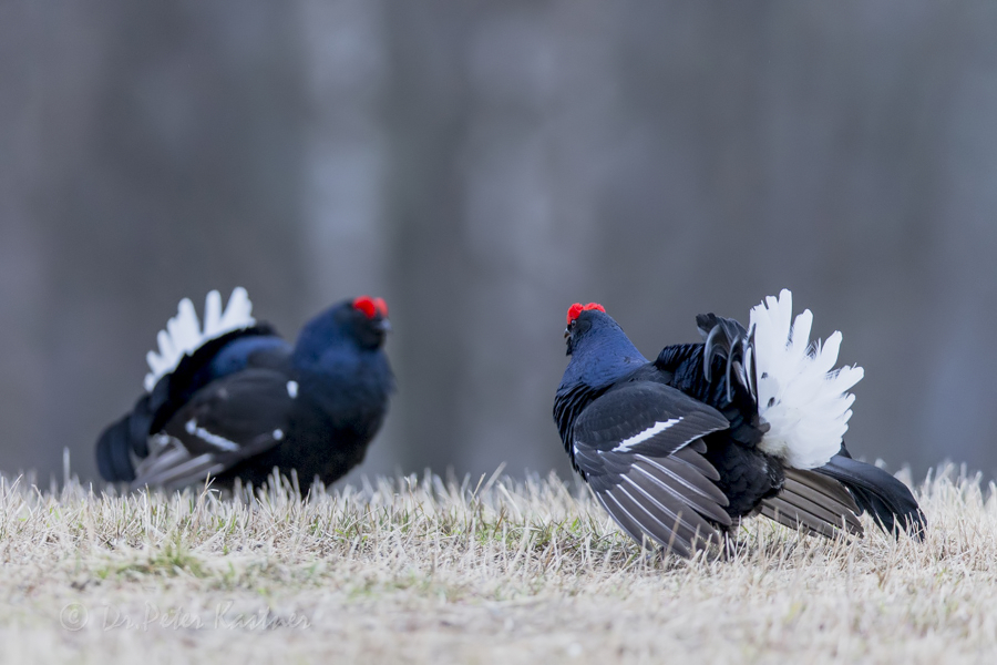 Spiegelbild der Natur