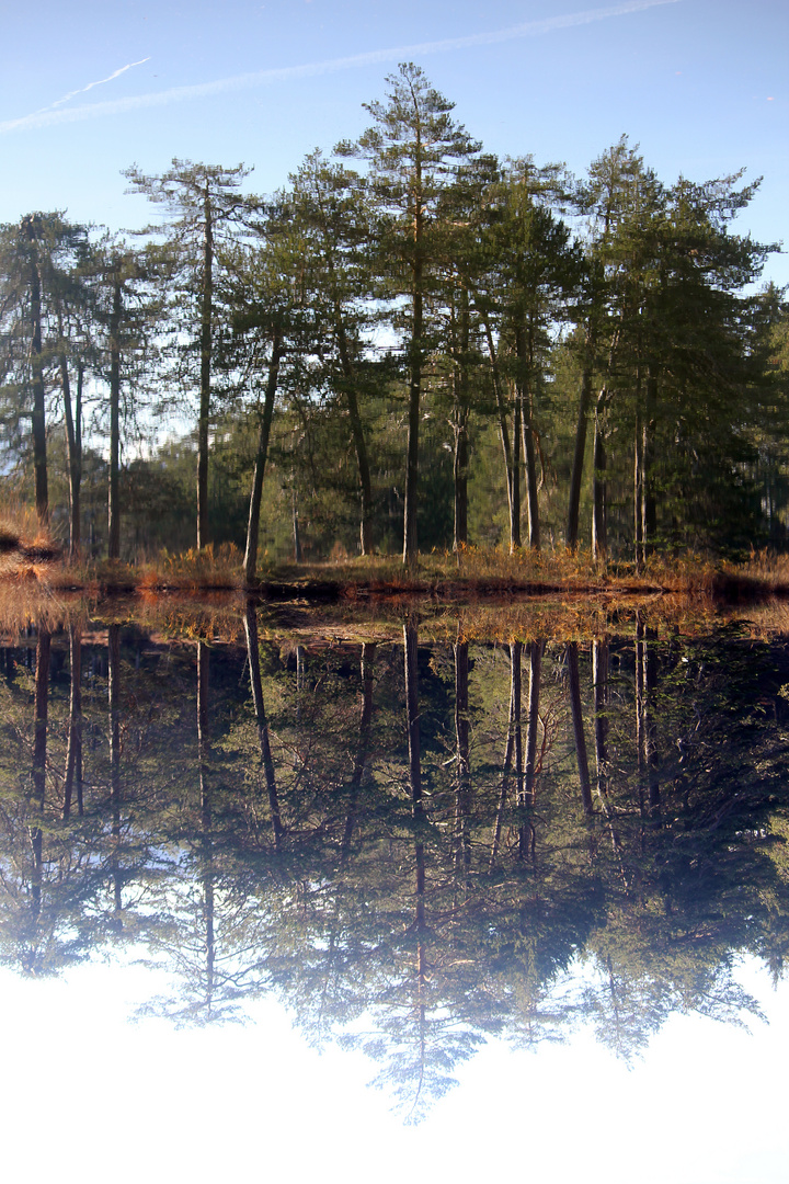 Spiegelbild die Erste