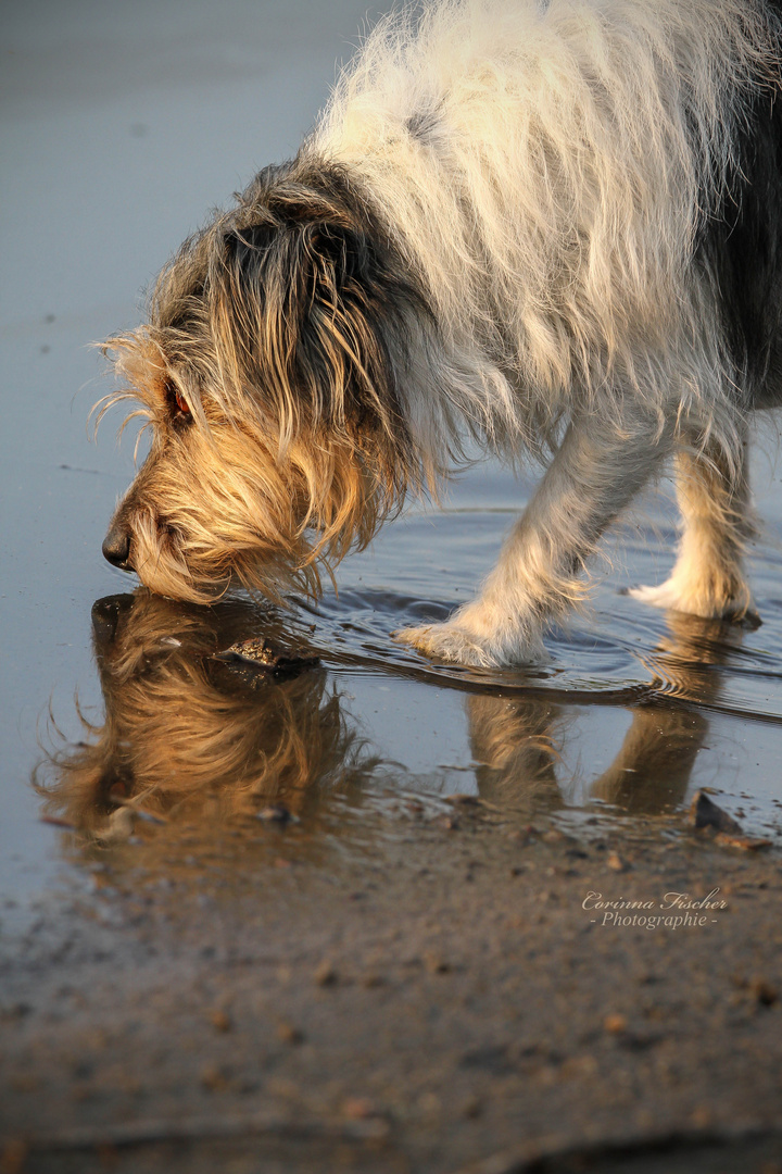 * Spiegelbild *