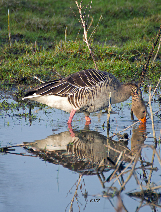 Spiegelbild