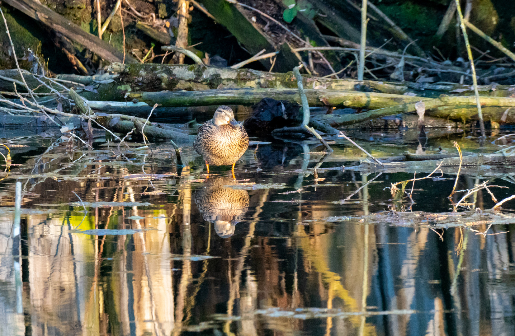 Spiegelbild einer Ente