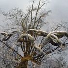 Spiegelbild eines Baumes zerfliesst mit Wurzel