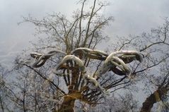 Spiegelbild eines Baumes zerfliesst mit Wurzel