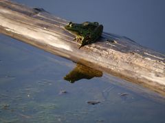 Spiegelbild Frosch