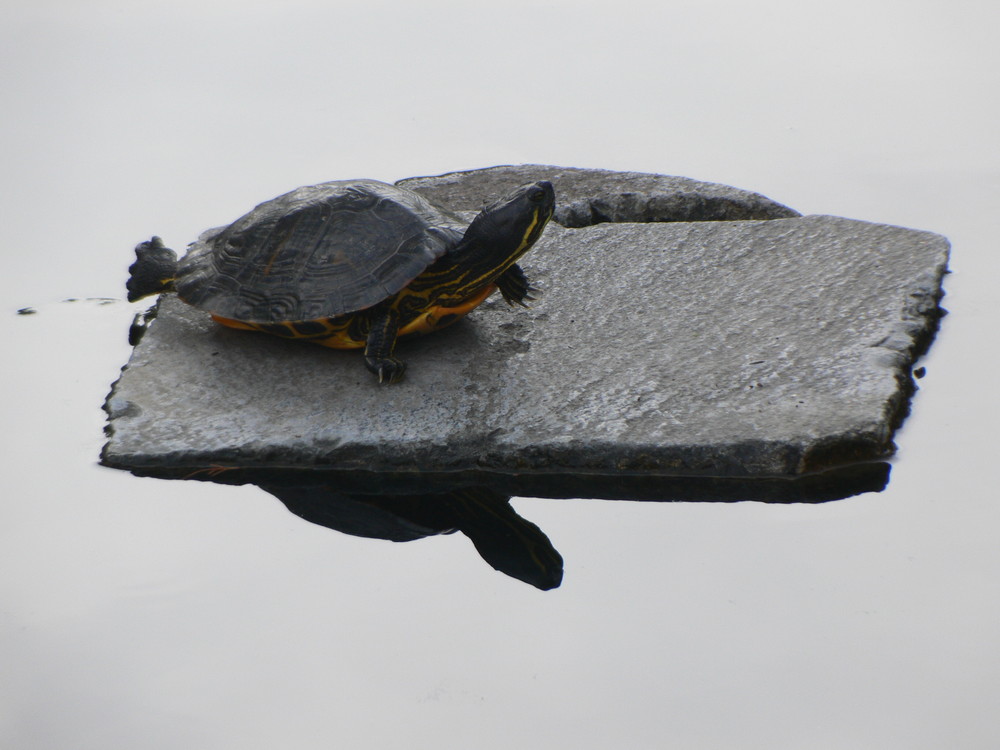 Spiegelbild Gelbwangenschildkröte