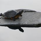 Spiegelbild Gelbwangenschildkröte