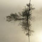 Spiegelbild im Nebel (reloaded 260KB)