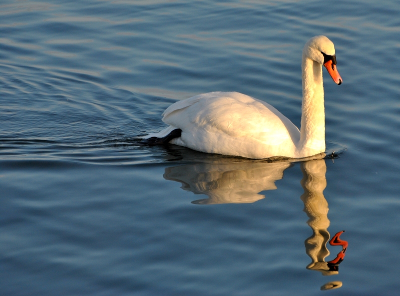 Spiegelbild im Sonnenschein...