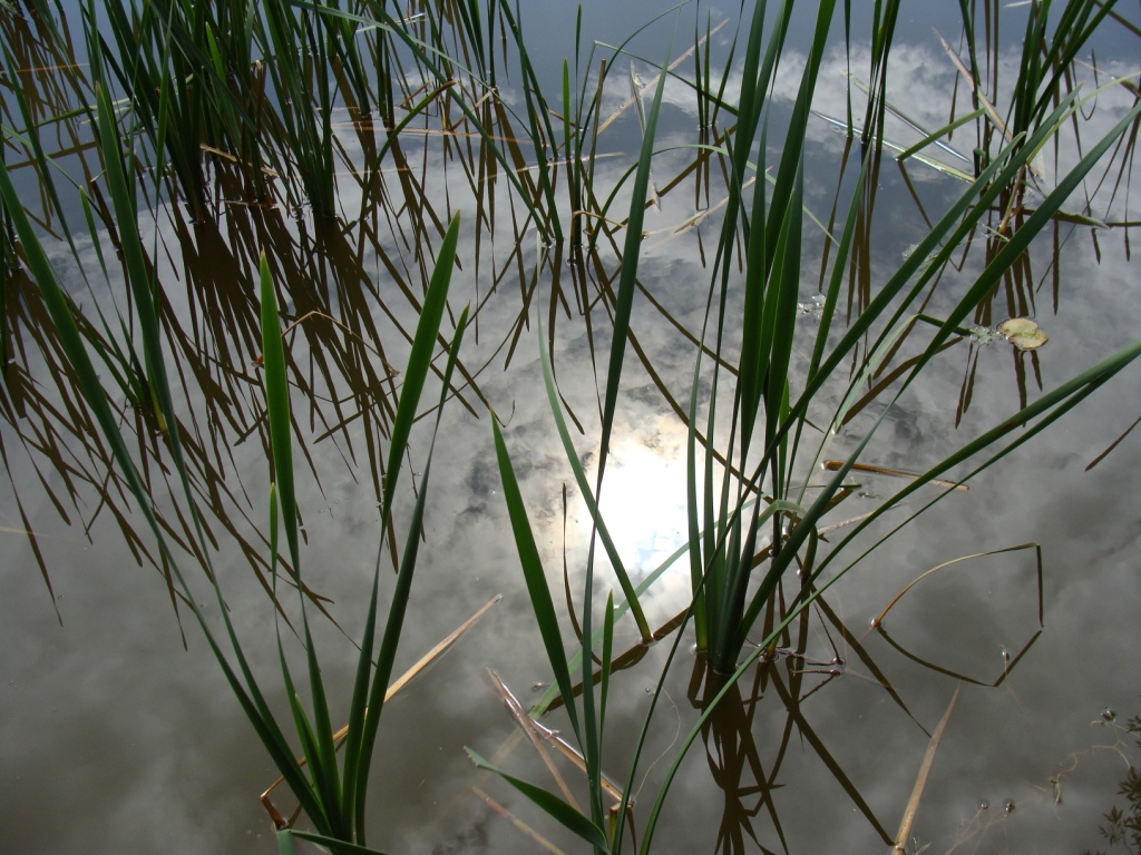 spiegelbild im wasser