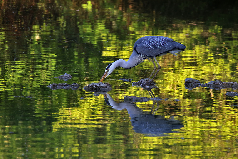 Spiegelbild im Weiher