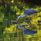 Spiegelbild im Weiher