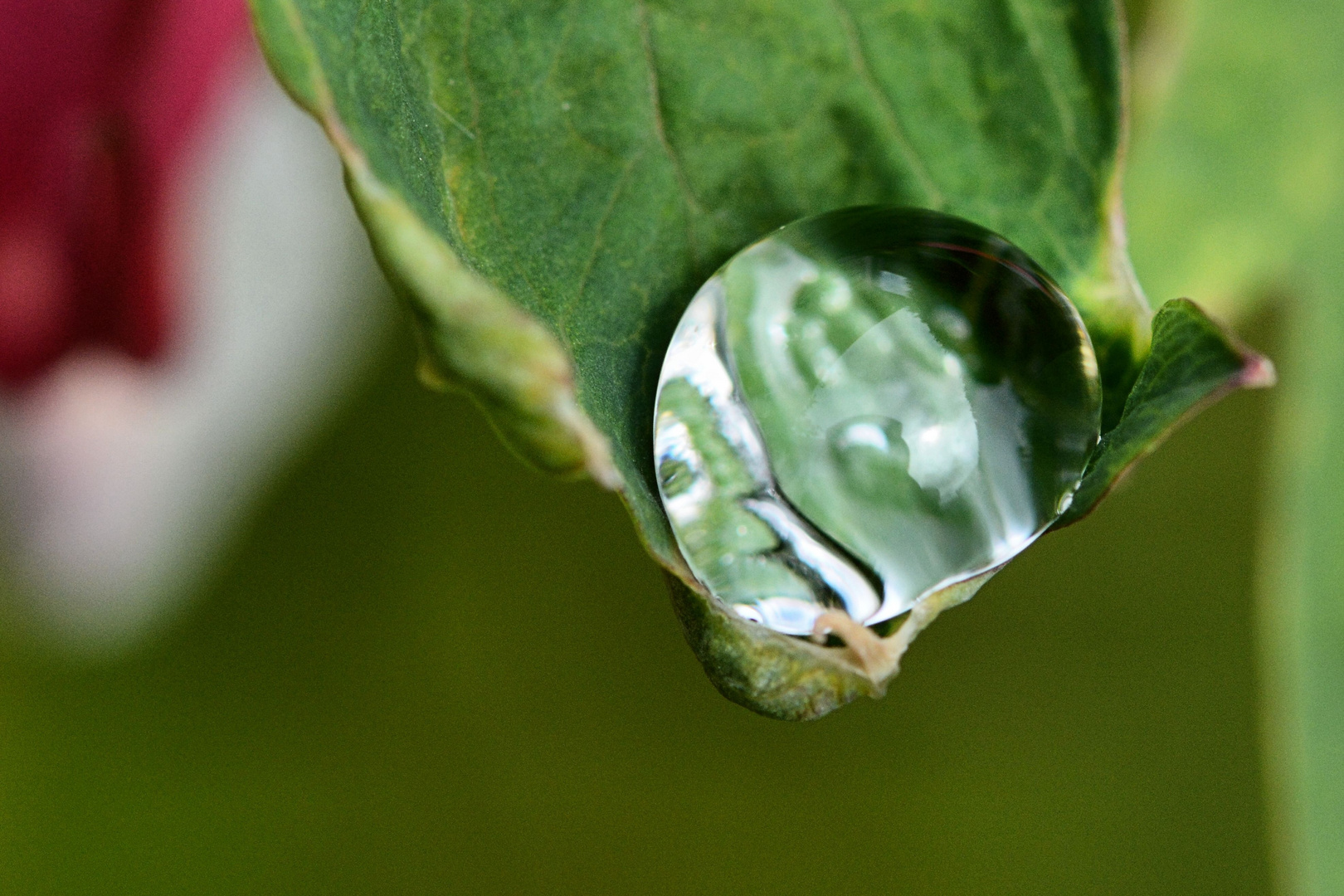 Spiegelbild in Wassertropfen