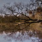 Spiegelbild Klutensee in Lüdinghausen