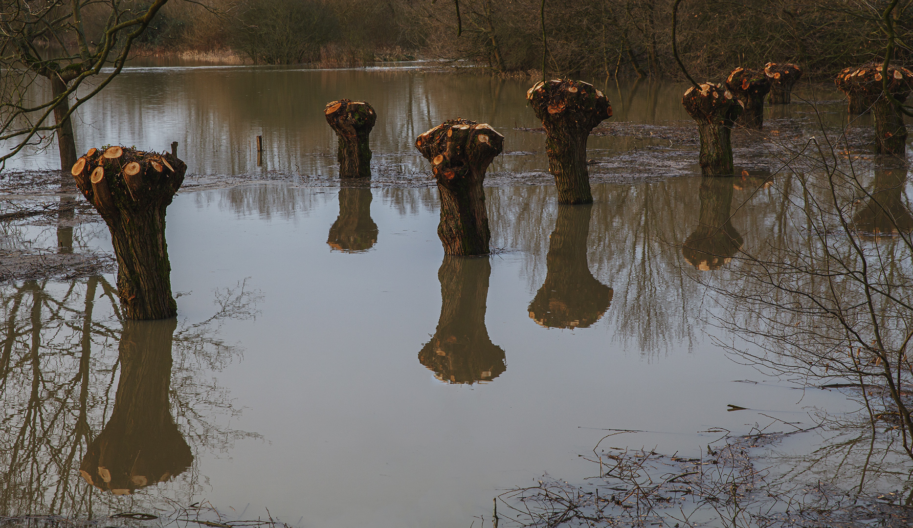 Spiegelbild - Kopfweiden