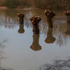 Spiegelbild - Kopfweiden