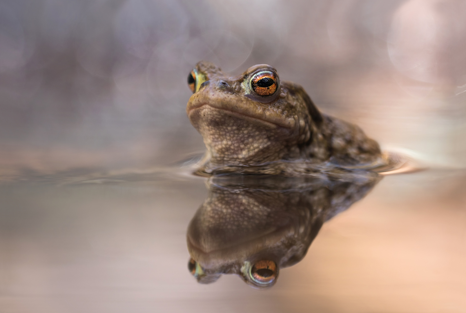 Spiegelbild Kopie