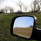 Spiegelbild (lich betrachtet: Wengert (Weinberg) bei Kleinaspach)