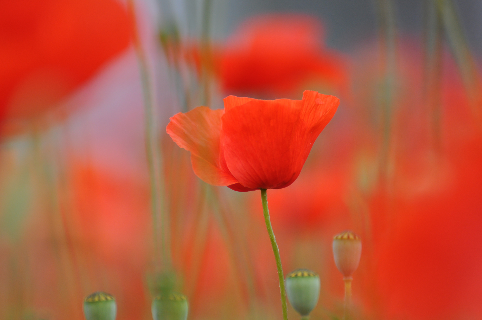 Spiegelbild Mohn