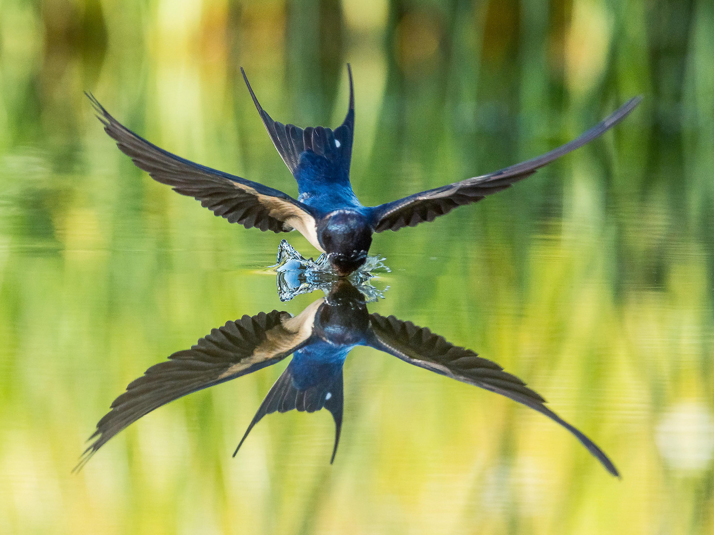 Spiegelbild Rauchschwalbe