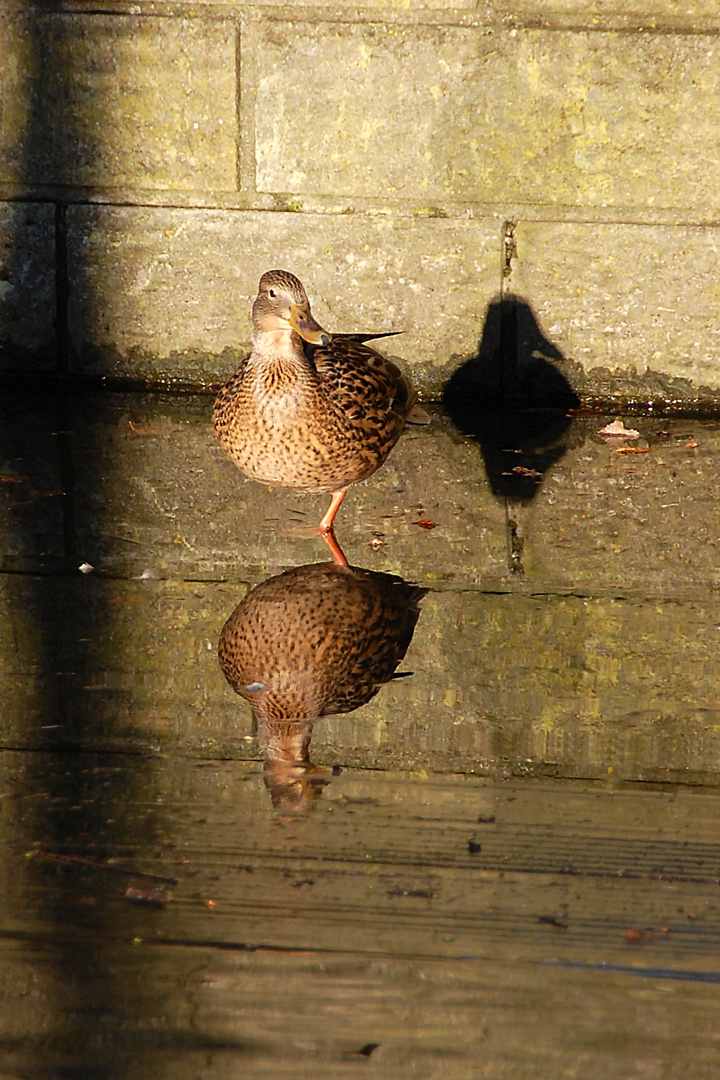 Spiegelbild / Schattenbild