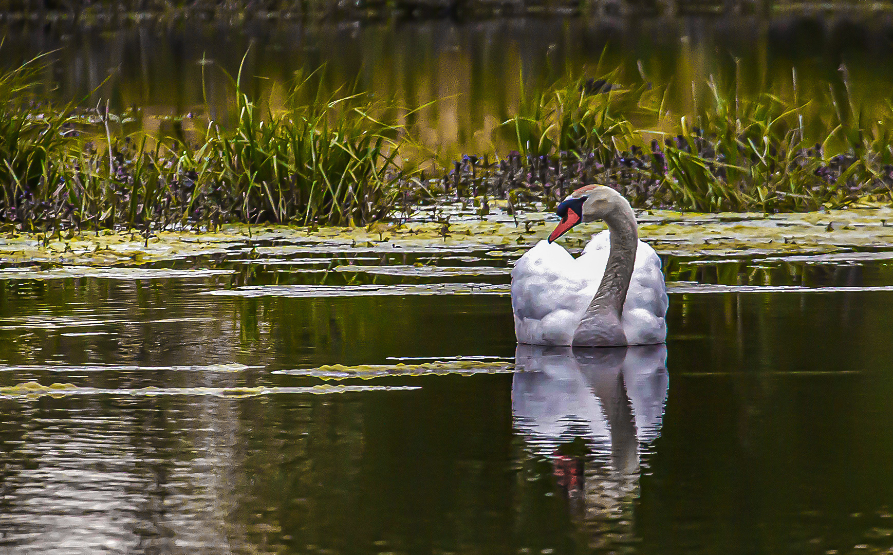 Spiegelbild - Schwan