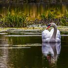 Spiegelbild - Schwan