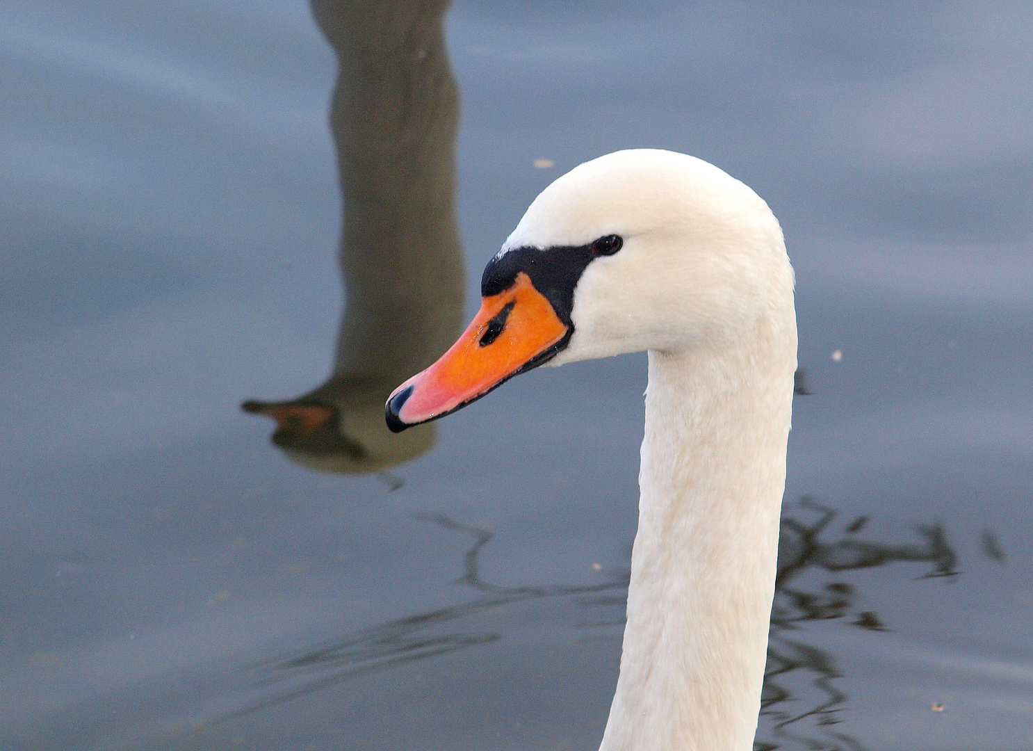 *** Spiegelbild??? Schwanenportrait ***