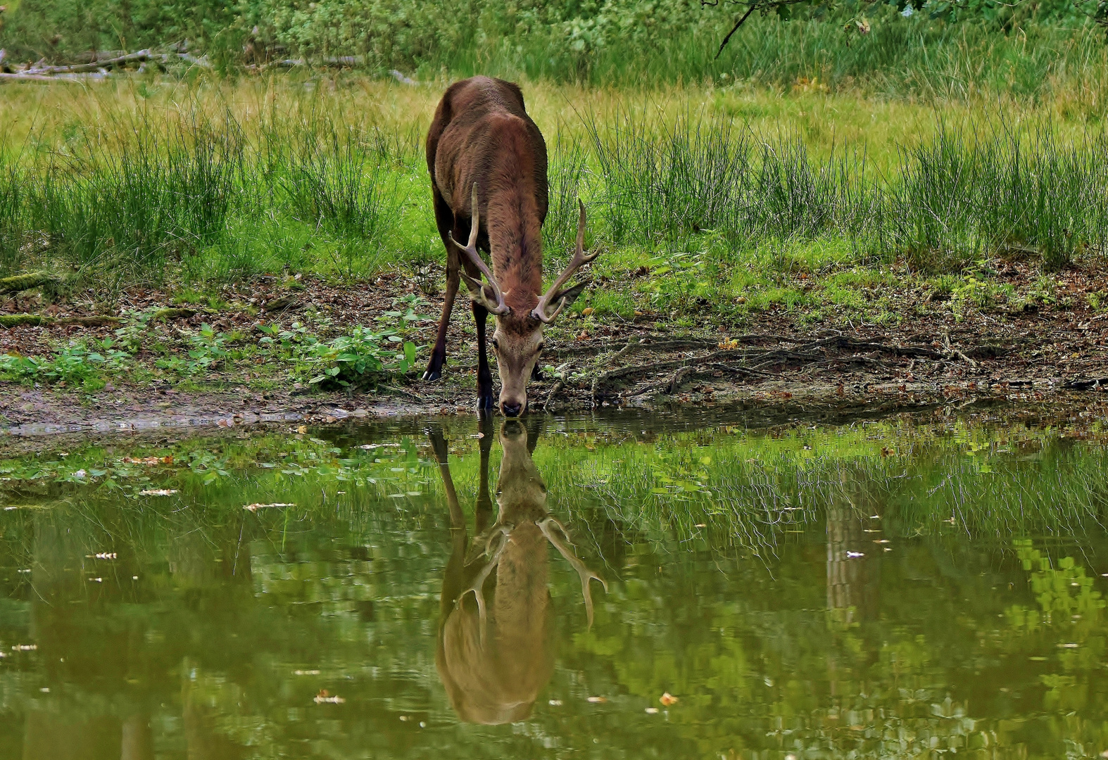 Spiegelbilder 01: Hirsch 