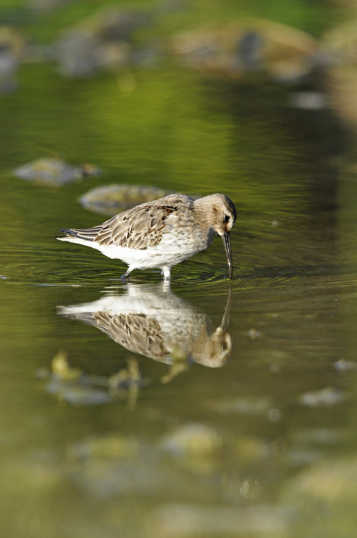 Spiegelbilder (2)