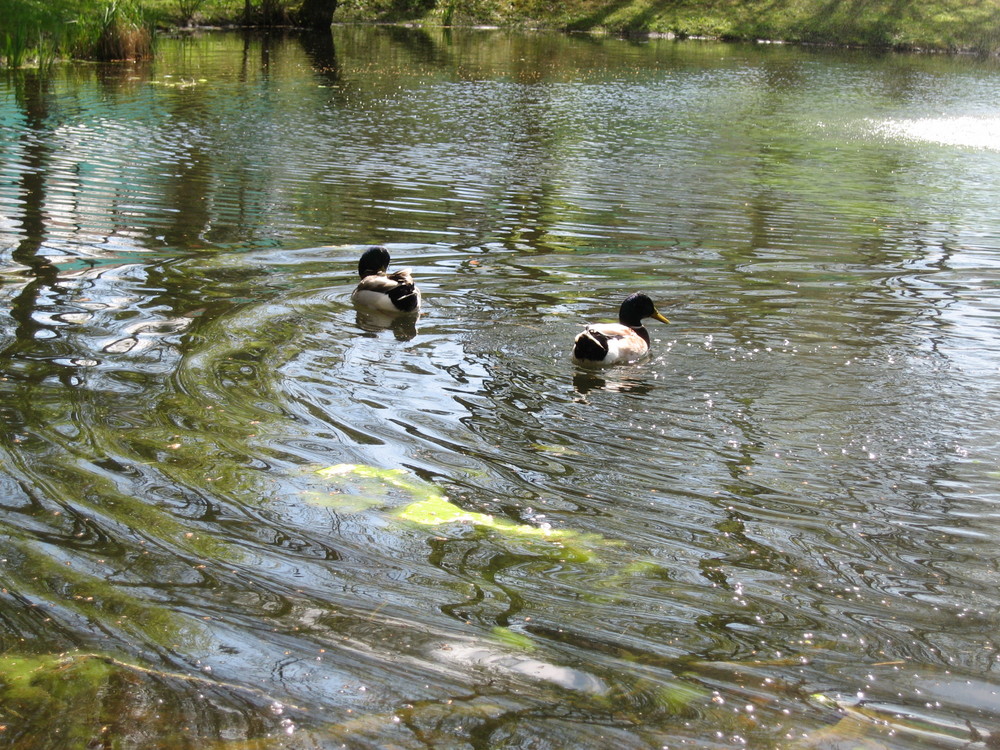 Spiegelbilder