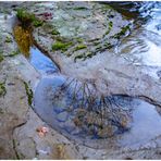 Spiegelbilder der Natur