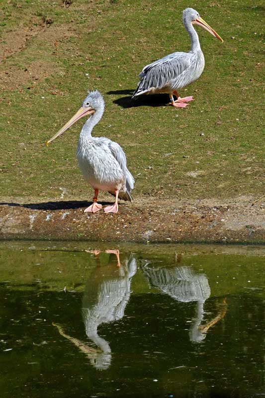 Spiegelbilder der Pelikane