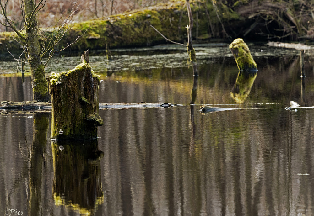 Spiegelbilder II