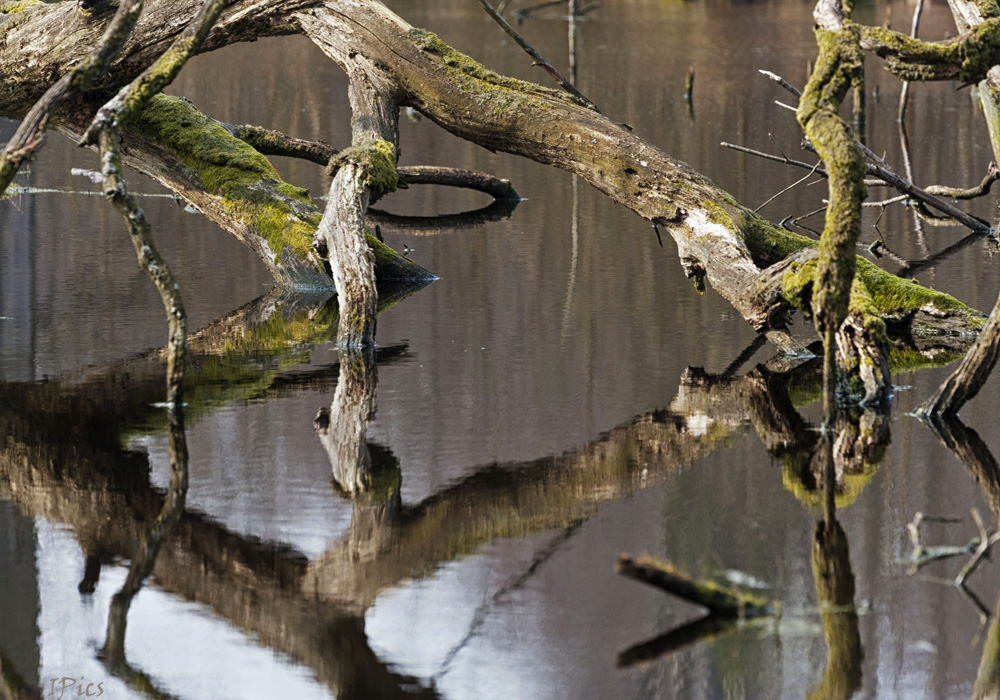 Spiegelbilder III