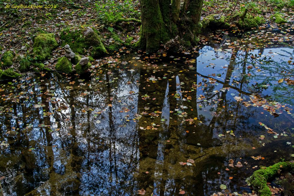 Spiegelbilder mit Blattwerk