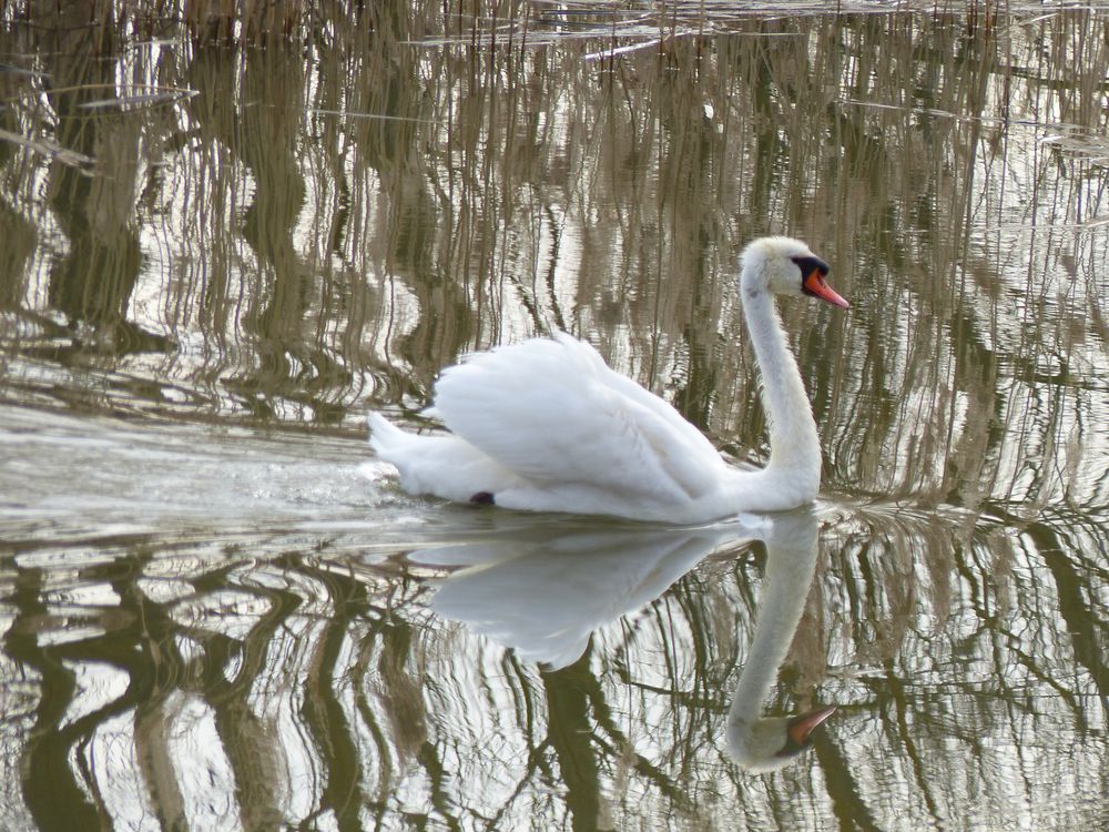 Spiegelbildnis