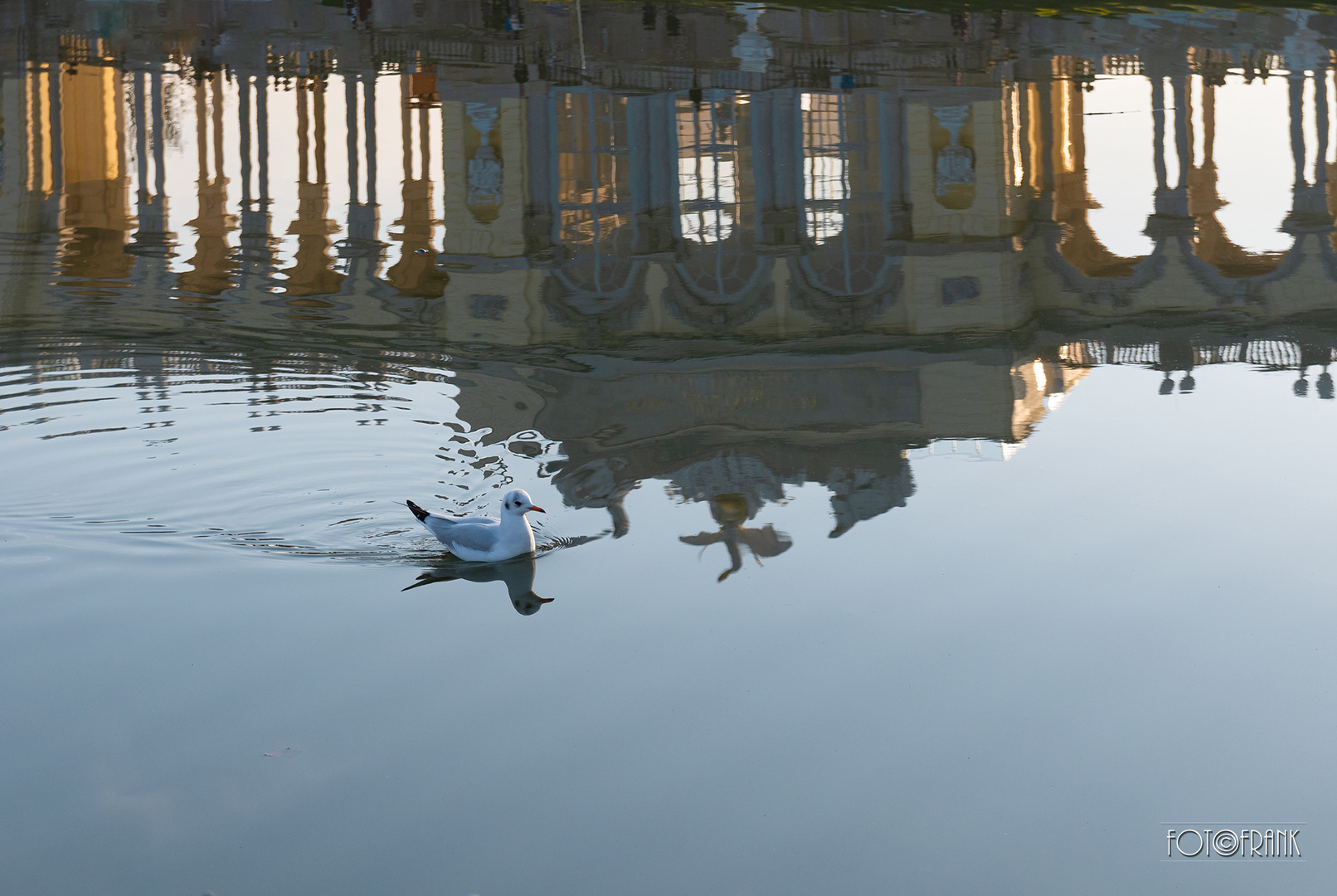 Spiegelbildschwimmerin Möwe vor alter Kultur