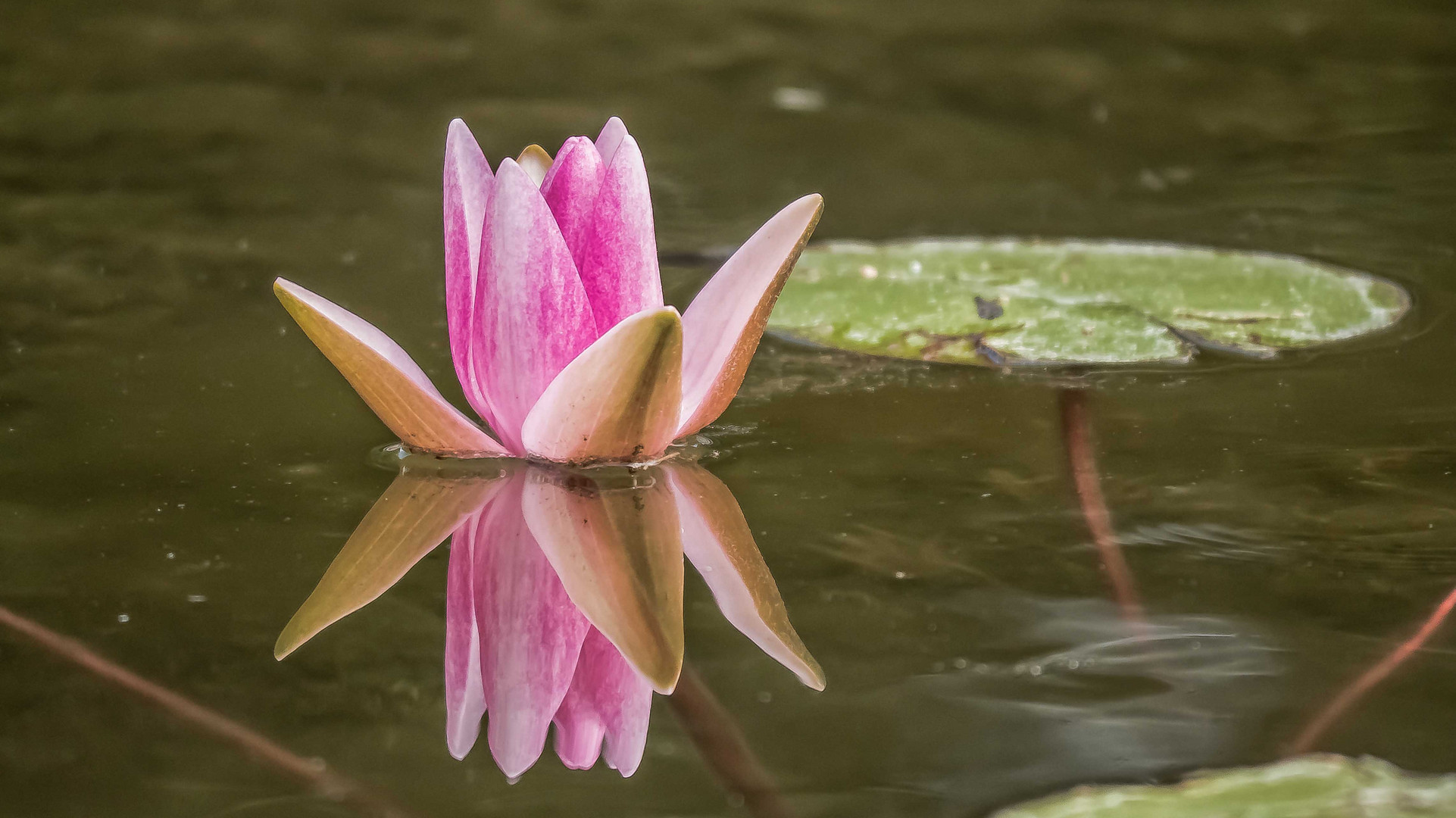 Spiegelblümchen