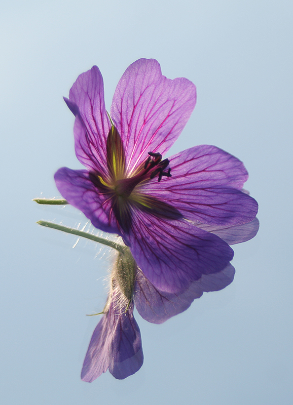 Spiegelblume die Zweite