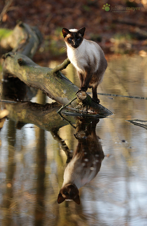 Spiegelei