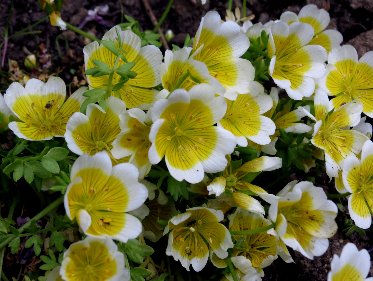 Spiegelei-Blume" ( Limnanthes douglasii ssp. )