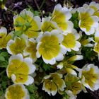 Spiegelei-Blume" ( Limnanthes douglasii ssp. )