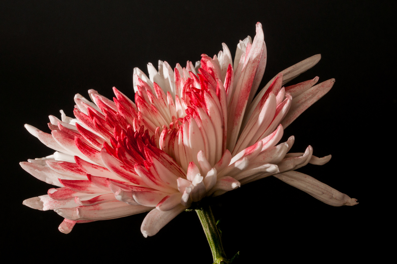 Spiegelei Chrysanttheme 6514