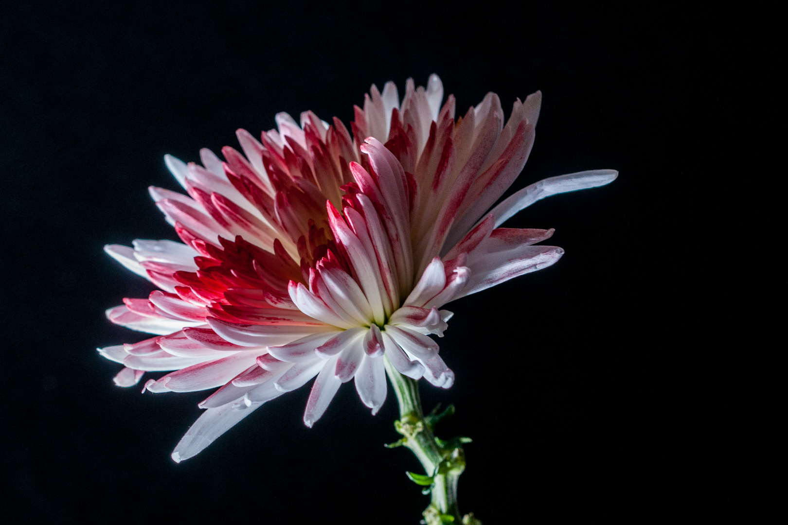 Spiegelei Chrysanttheme 6571