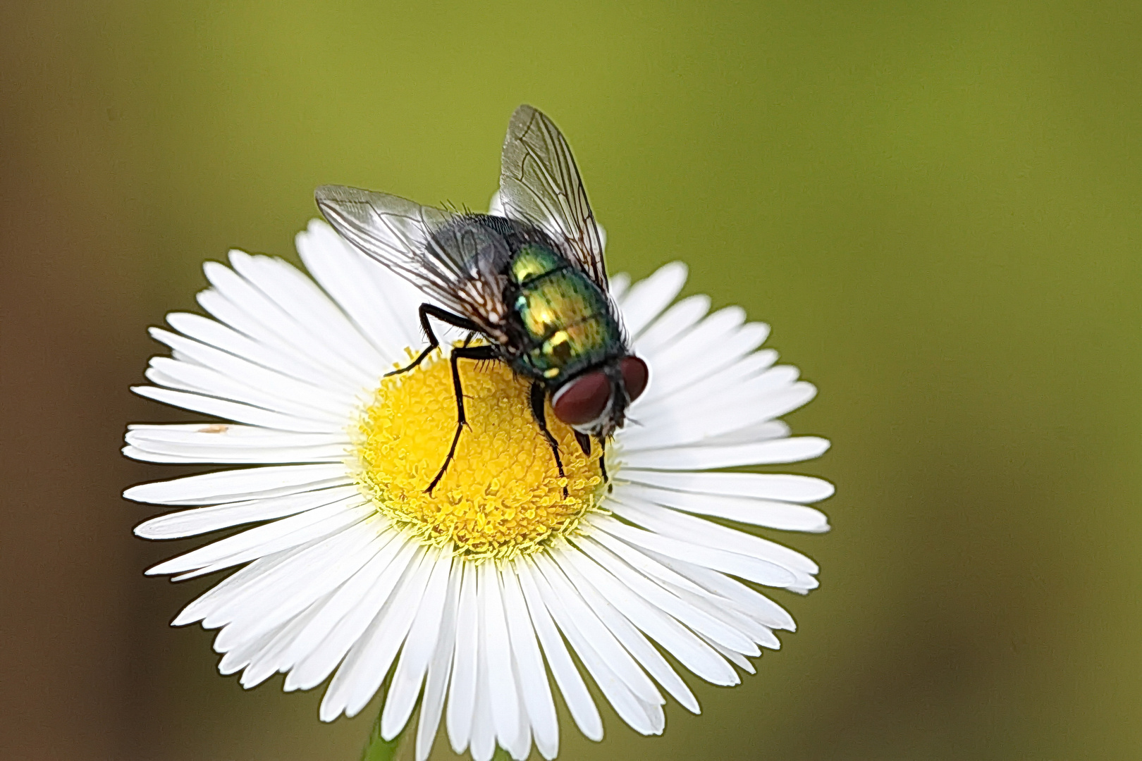 Spiegelei für Fliegen