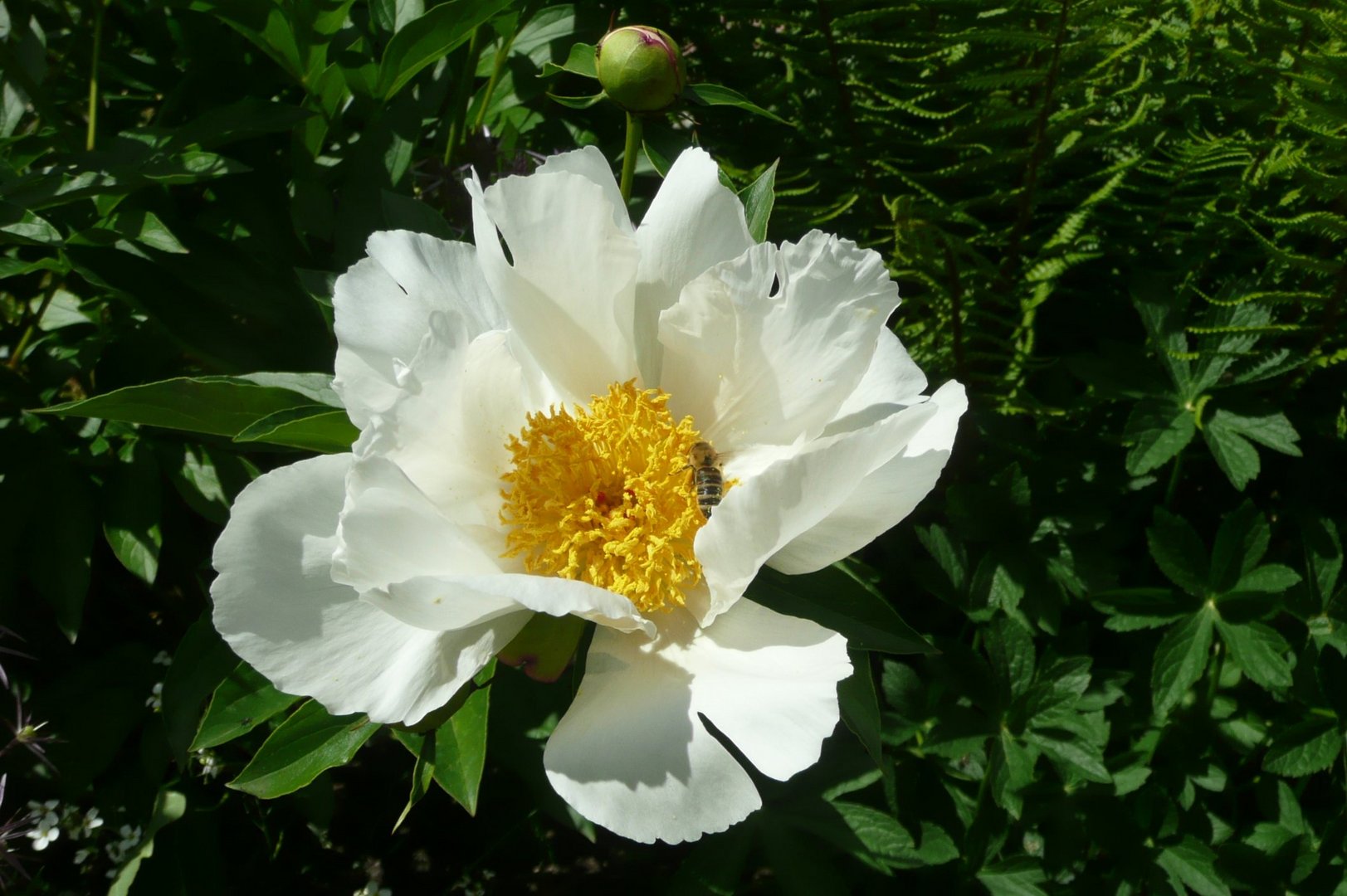 Spiegelei im Garten